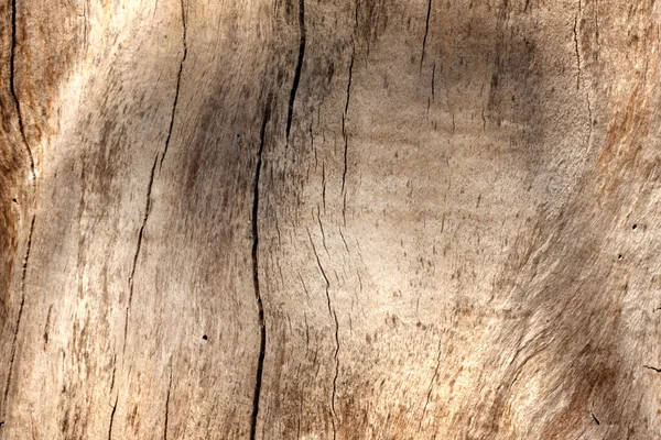 Tekstur latar belakang pohon kayu — Stok Foto