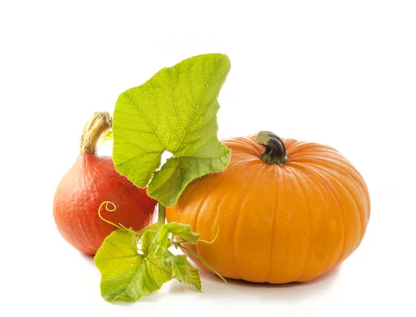 Pumpkin with leaves isolated on white background — Stock Photo, Image