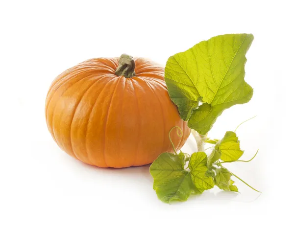 Pumpkin with leaves isolated on white background — Stock Photo, Image