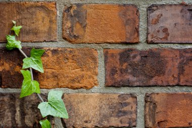 Ivy ve tuğla duvar arka planda sonbahar