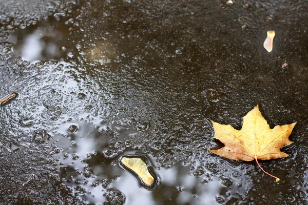 Sonbahar yaprak yağmur yere — Stok fotoğraf
