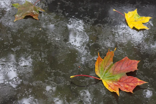 Höst löv på marken i regn — Stockfoto
