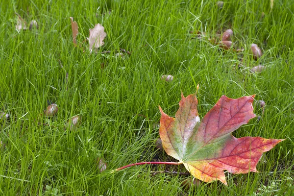 Herfstblad op de grond in groene gras — Stockfoto