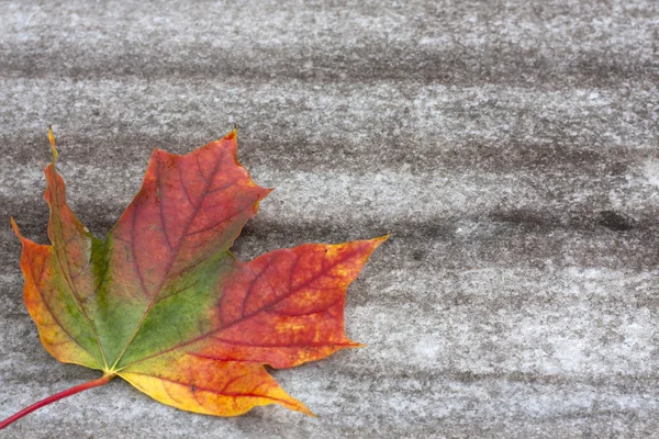 Feuille d'automne sur le sol — Photo