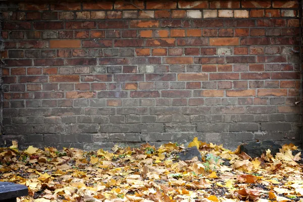 Klimop en bakstenen muur achtergrond in de herfst — Stockfoto
