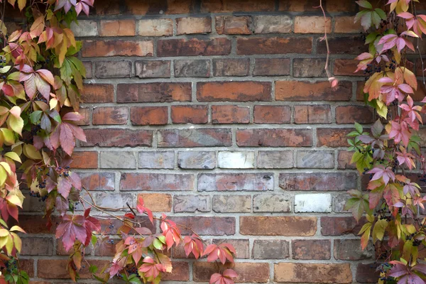 Klimop en bakstenen muur achtergrond in de herfst — Stockfoto