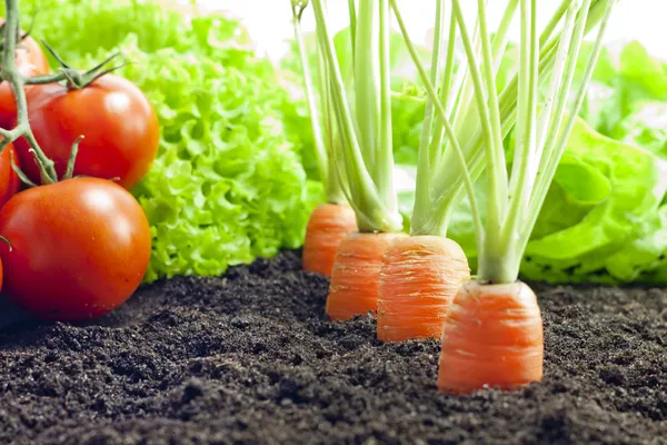 Vegetables carrots and tomatoes growing in the garden — Stock Photo, Image