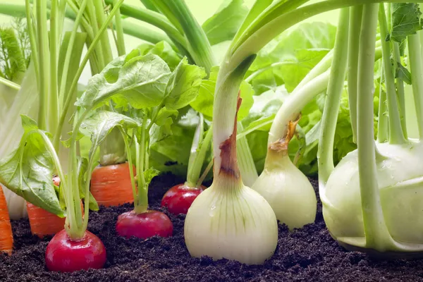 Vegetais variedade mista crescendo no jardim — Fotografia de Stock