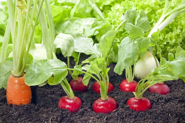 Vegetais variedade mista crescendo no jardim — Fotografia de Stock