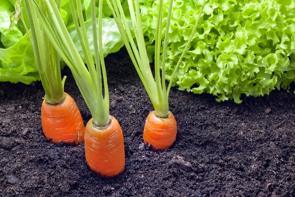 Овочі морква і салат ростуть в саду — стокове фото