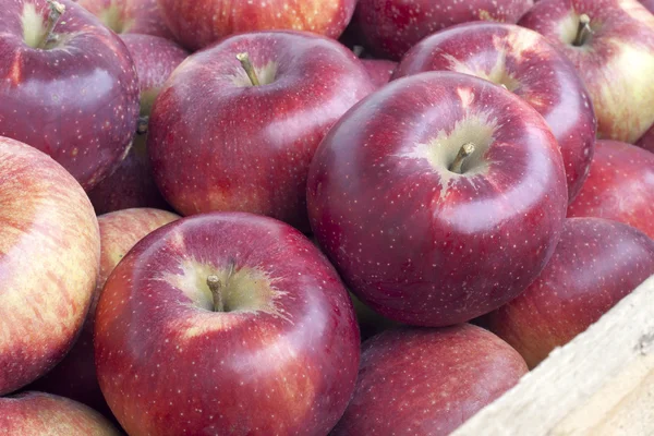 Muchas manzanas orgánicas maduras frescas —  Fotos de Stock