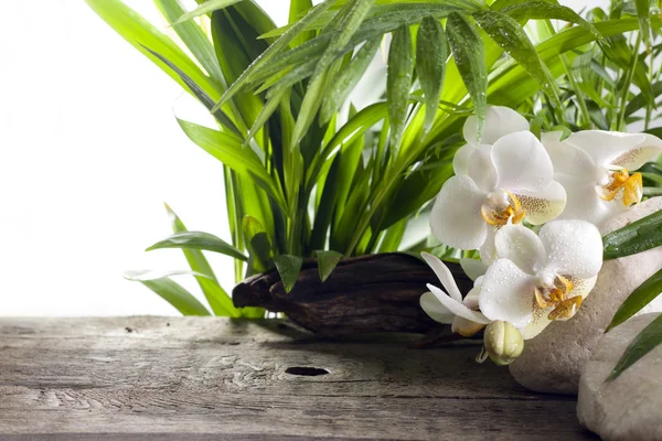 Орхідеї на кам'яних і дерев'яних дошках спа концептуальний фон — стокове фото