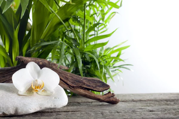 Orquídea em pedra com conceito de spa de palma contra branco — Fotografia de Stock