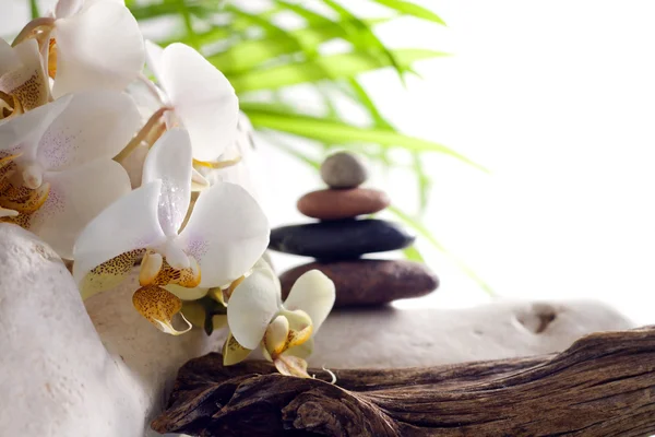 Concepto de spa con orquídea y piedras sobre fondo blanco —  Fotos de Stock