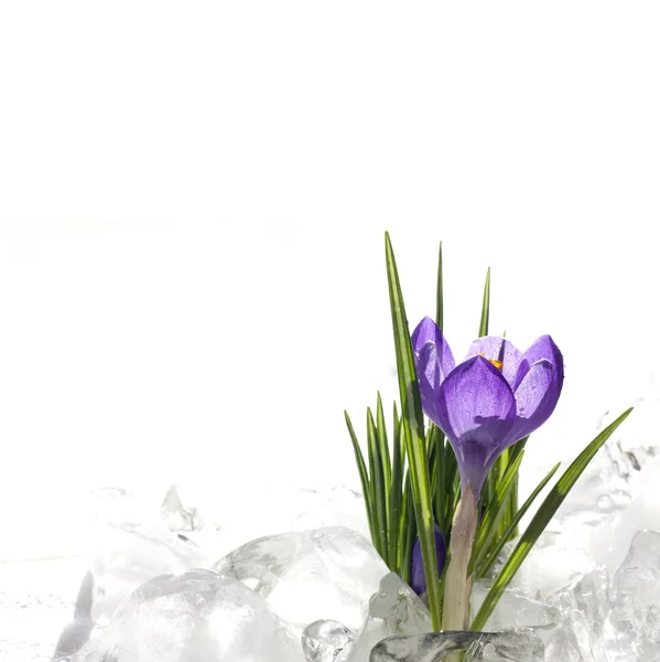 Ostern schöne Krokusse in Schnee und Eis Nahaufnahme — Stockfoto