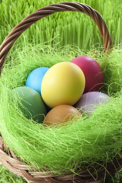 Colorful easter eggs in the basket and green grass — Stock Photo, Image