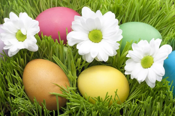 Huevos de Pascua con margarita sobre hierba verde abstracta —  Fotos de Stock