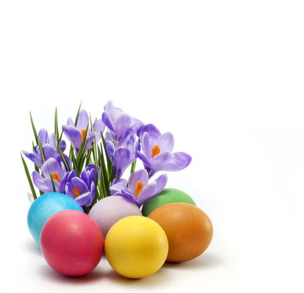 Easter colorful eggs and crocus isolated unique concept — Stock Photo, Image