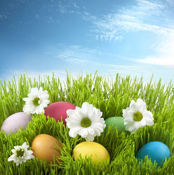 Easter colorful eggs in green grass with flowers on meadow — Stock Photo, Image