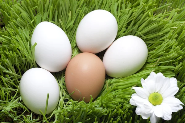 Huevos ecológicos de Pascua en la hierba verde —  Fotos de Stock