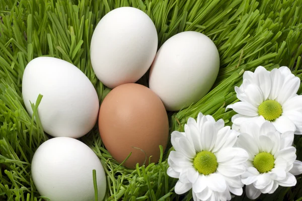 Huevos ecológicos de Pascua en la hierba verde —  Fotos de Stock