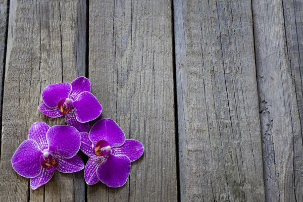 Orchid on wooden boards spa cosmetic abstract vintage background — Stock Photo, Image