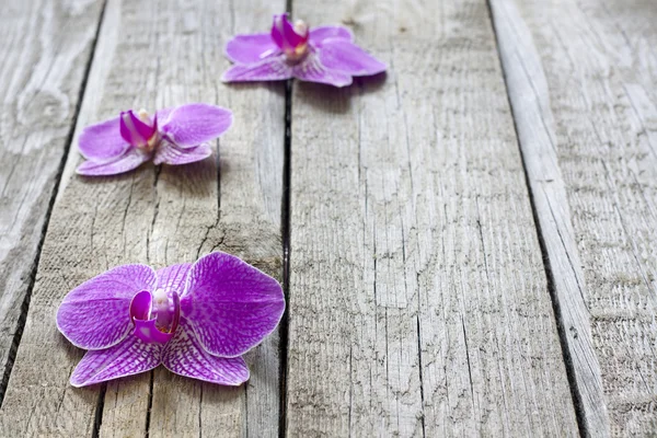 Orchid on wooden boards spa cosmetic abstract vintage background — Stock Photo, Image