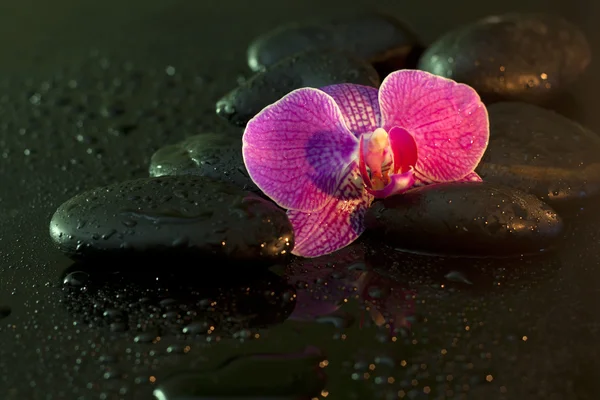 Orchid and stones in night spa concept still life — Stock Photo, Image