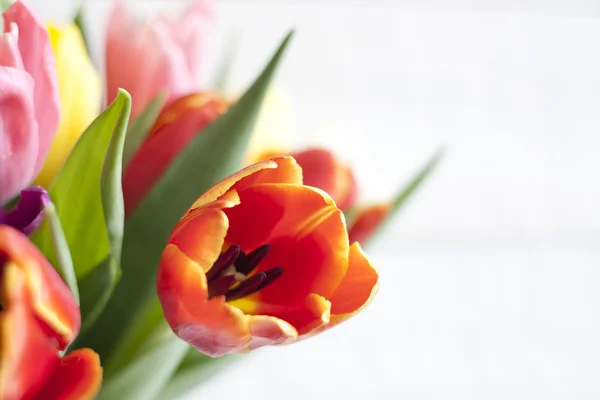 Primavera Pascua tulipanes coloridos sobre tablones de fondo vintage blanco —  Fotos de Stock