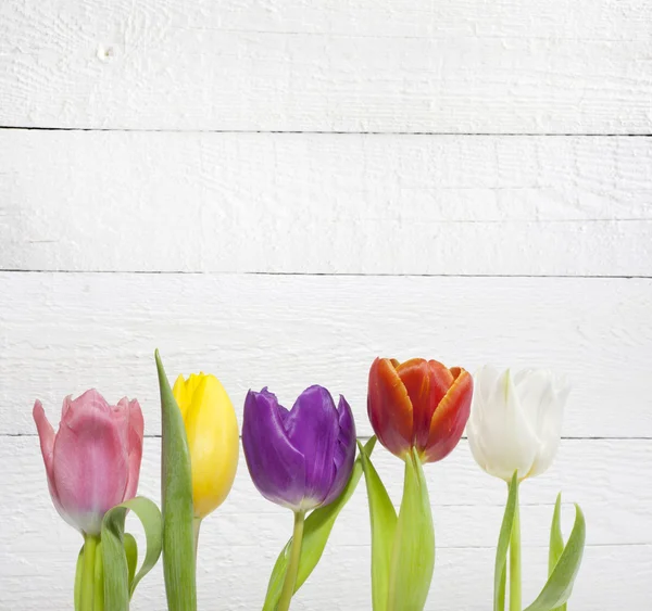 Spring Pasen kleurrijke tulpen op witte vintage achtergrond planken — Stockfoto