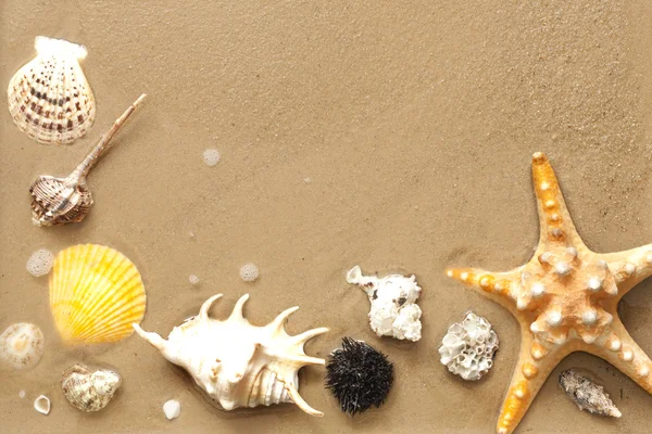Conchas y estrellas de mar en la playa sobre fondo de arena abstracto —  Fotos de Stock