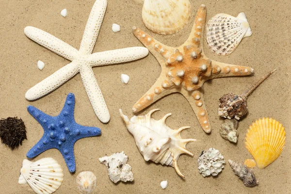 Muszle i rozgwiazdy na plaży na tle piasek streszczenie — Zdjęcie stockowe
