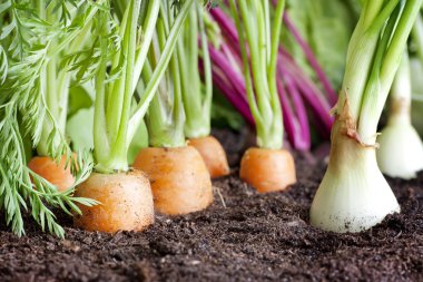 Many fresh organic vegetables growing in the garden closeup clipart