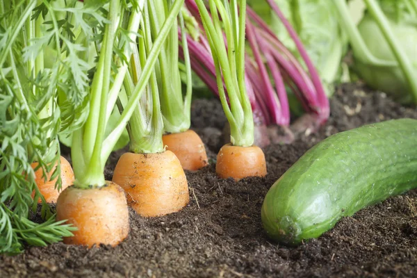 Wiele świeżych organicznych warzyw rosnące w ogrodzie zbliżenie — Zdjęcie stockowe