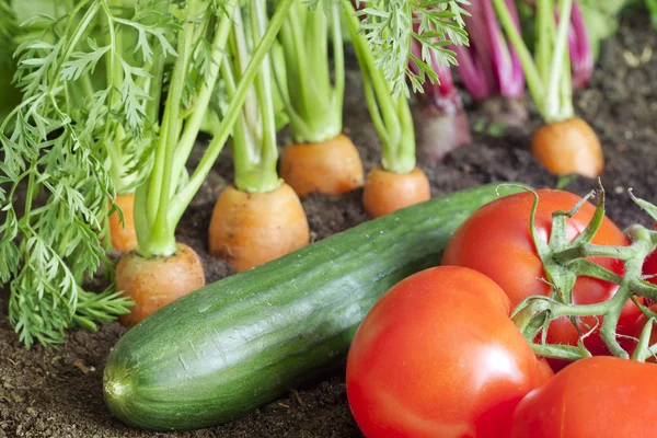 Багато свіжих органічних овочів, що ростуть в саду крупним планом — стокове фото