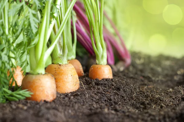 Wiele świeżych organicznych warzyw rosnące w ogrodzie zbliżenie — Zdjęcie stockowe