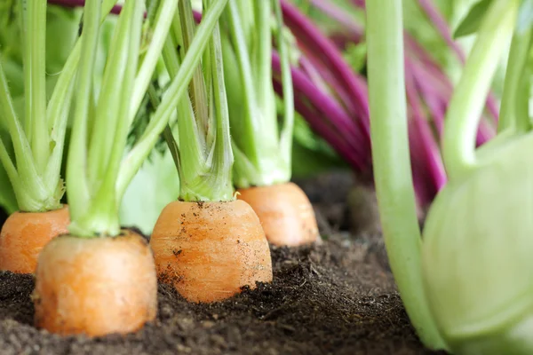 Muchas verduras orgánicas frescas que crecen en el primer plano del jardín — Foto de Stock