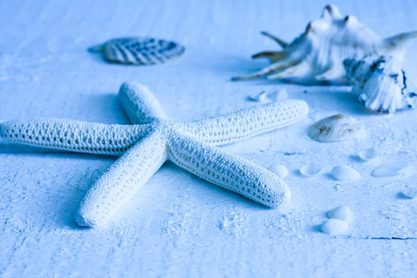 Starfish e conchas fundo azul marinho conceito abstrato — Fotografia de Stock