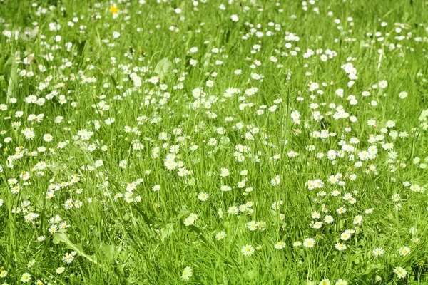 Gänseblümchen auf der Wiese im grünen Gras — Stockfoto