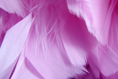 pembe tüy closeup arka plan dokusu