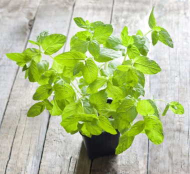 antika ahşap kurullarında tencerede taze nane