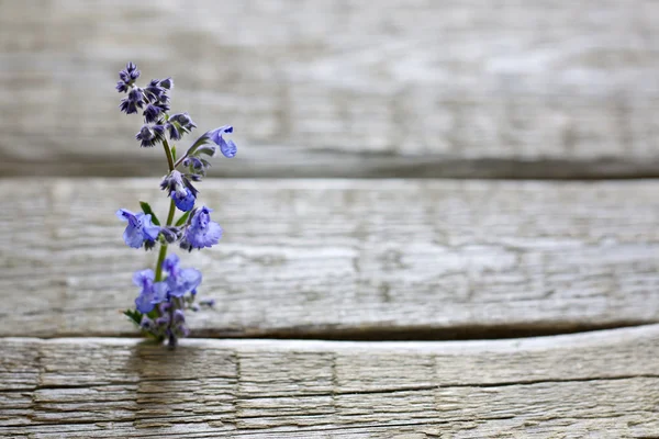 Herbs on vintage planks aromatherapy background concept — Stock Photo, Image