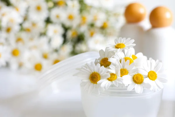 Cosmetics chamomile and empty container — Stock Photo, Image
