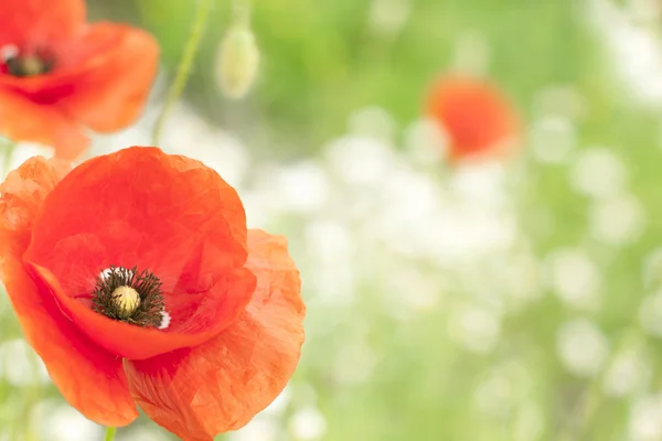 Поппи и маргаритка на цветочном фоне луга — стоковое фото