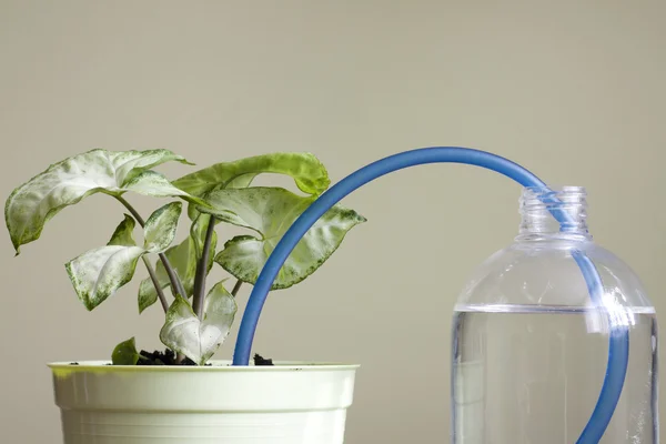 Sulama bitki koruma yaratıcı kavramını icat — Stok fotoğraf