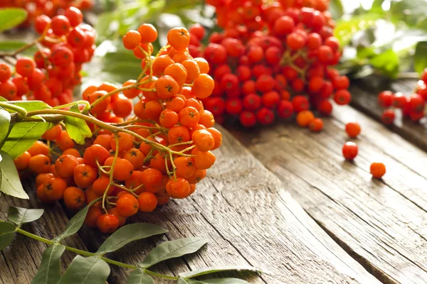 Rowan op vintage houten planken herfst achtergrond concept — Stockfoto