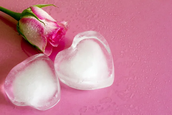 Ice heart on pink abstract valentine love background with rose — Stock Photo, Image