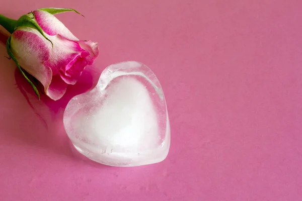 Ice heart on pink abstract valentine love background with rose — Stock Photo, Image