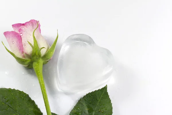 Coeur de glace sur fond blanc abstrait Valentine amour avec rose — Photo