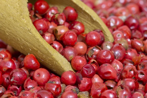 Peperoncino spezie secche primo piano — Foto Stock